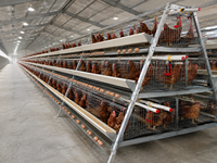 Cage à poulets de type A à 3 niveaux et 4 portes, prix usine HK - Ferme avicole automatique pour la production d'œufs