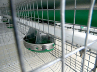 Mangeoire automatique pour lapins