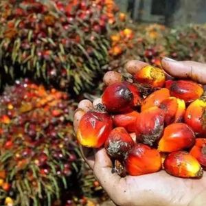 Tự động dầu cọ Máy ép dầu cọ Máy chế biến dầu cọ trái cây máy khai thác dầu - Product Image 3