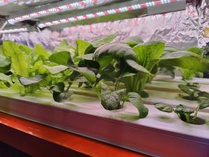 Pvc máng xối soilless văn hóa nhà kính dọc hydroponics nft phát triển hệ thống cho Rau diếp dâu tây Cherry Dưa chuột - Product Image 4