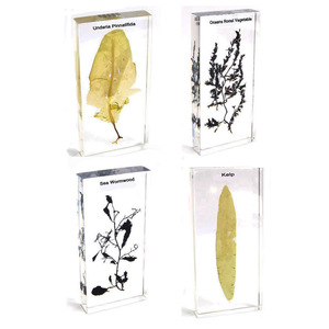 Gelsonlab HSBS-030 Mimesis de Espécimen de Hoja Seca, Espécimen Biológico Encapsulado - Product Image 4