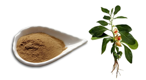 Vente en gros d'échantillons gratuits d'extrait d'Ashwagandha de haute qualité/1% ~ 5% de Withanolides/d'extrait de Withania Somnifera - Product Image 2