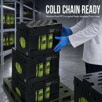 Caisse pliable en PP ondulé pour asperges, empilable, en carton alvéolé, respirante, anti-humidité, pour l'emballage de produits frais, exportation
