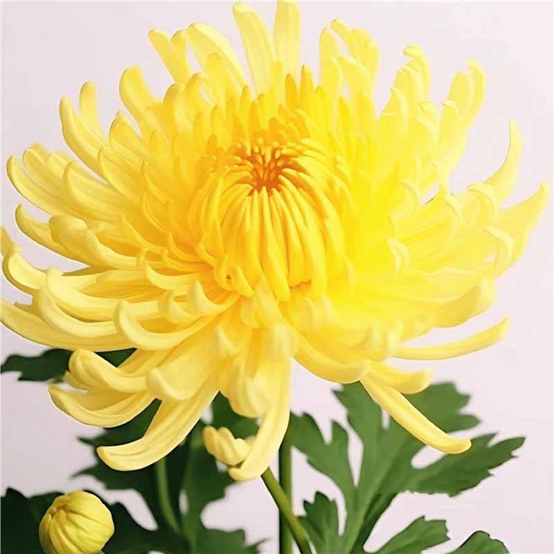 5# ร้องเพลงเบาๆ