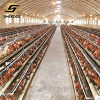 Cages à poules galvanisées pour l'élevage de poules pondeuses de type A, vente de cages à poules pour l'élevage en couches