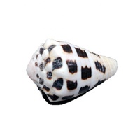 Vente en gros de coquillages naturels en vrac, petits coquillages hébraïques en forme de cône, Conus Ebraeus XS, pendentif en coquille hébraïque pour cadeau, décoration de la maison