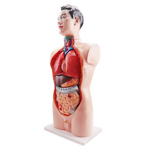 Modelo Anatómico de Torso Humano de Alta Calidad, 19 Partes con Órganos Internos Extraíbles - Product Image 5