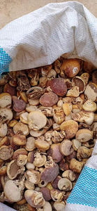 Cryptoporus Volvatus, champignon séché entier, en vrac, sauvage, voilé - Product Image 4