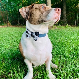 Nhiệm Vụ Nặng Nề Cá Nhân Khắc Khóa Denim Con Chó Cổ Áo Phong Cách Và Bền Quần Jean Phong Cách Tùy Chỉnh Vật Nuôi Cổ áos Với Tên - Product Image 3