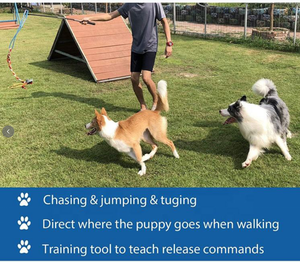Wholesale Modern Interactive Dog Cat Training Toys Eco-Friendly Squeaky Flirt Pole Toy Teaser Wand Linen Rope Refills - Product Image 5