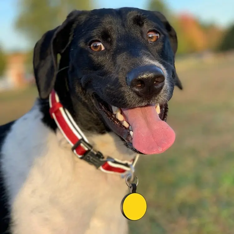 Ücretsiz örnek slaytlar köpek kimliği adı pet etiketi qr kodu yuvarlak boş köpek etiketi toptan köpek künyeleri kazınmış evcil hayvanlar için