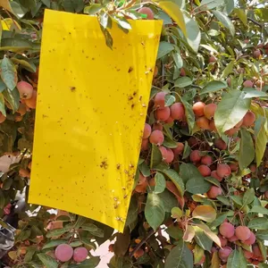 Tablero trampa de tablero amarillo para matar áfidos Thrips para jardines y patios