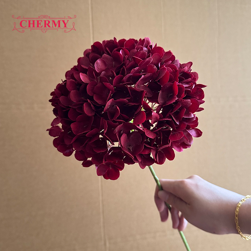 #15 hortensias bordeaux à grosse tête - 18 cm