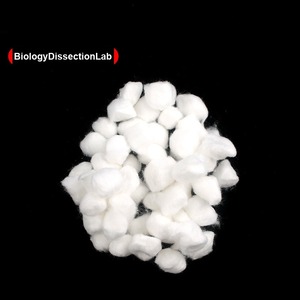 <span class=keywords><strong>Pinzas</strong></span> <span class=keywords><strong>de</strong></span> acero inoxidable, suministros para microscopio <span class=keywords><strong>de</strong></span> <span class=keywords><strong>laboratorio</strong></span> <span class=keywords><strong>de</strong></span> biología, preparación <span class=keywords><strong>de</strong></span> muestras, suministros <span class=keywords><strong>de</strong></span> <span class=keywords><strong>laboratorio</strong></span>, experimento químico - Product Image 5