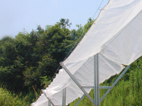 Couverture pour cerisier stabilisée aux UV, filet translucide imperméable pour protéger les fruits de la cerise contre les fissures