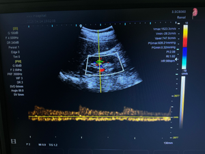 Ecógrafo <span class=keywords><strong>Doppler</strong></span> Color <span class=keywords><strong>3D</strong></span> Veterinario Portátil para Perros y Gatos, Máquina de Ultrasonido <span class=keywords><strong>Doppler</strong></span> Color para Diagnóstico de Gestación - Product Image 4