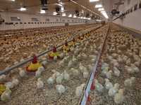 Projet complet clé en main pour les fermes de poulets Nouveau poulailler automatique avec système d'alimentation et d'abreuvement à tarière