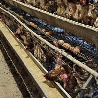 Vente directe du fabricant, cage à poules de type A, équipement pour élevage avicole, petite cage à poules, conception de cage à poules pondeuses