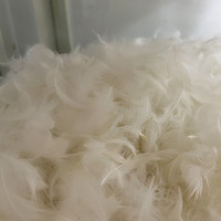 Coussins décoratifs en plumes de canard blanches lavées certifiées Premium 4-6CM, certification OEKO-TEX, livraison en 3-7 jours, marque WX