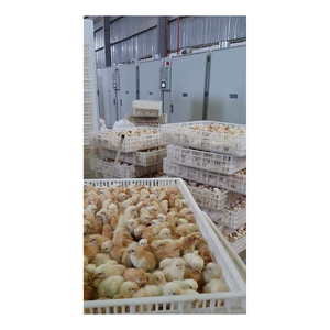 Incubadora Máquina de huevos para incubar huevos Incubadora de huevos a la venta Incubadora de huevos automática de Vietnam Fabricante de alta calidad - Product Image 2