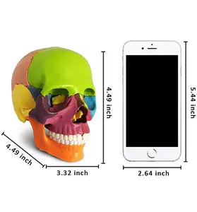 Modello di teschio anatomico medico Mini modello medico umano staccabile attrezzatura per l'insegnamento della clinica odontoiatrica insegnamento apprendimento Mini teschio