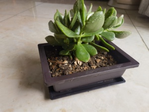 Fournitures de jardin <span class=keywords><strong>pas</strong></span> <span class=keywords><strong>cher</strong></span> Macetas Para Bonsai Rectangle 11 "Bonsai Pot de fleur 29cm <span class=keywords><strong>Grand</strong></span> Bonsai Pot - Product Image 3