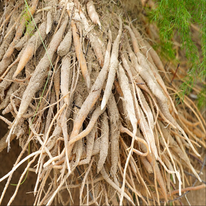 รากชาตะวารีสด (Asparagus Racemosus) แบบเปียก สำหรับปรุงอาหาร ส่วนผสมทางอาหาร ผลิตภัณฑ์จากพืช และจำหน่ายแบบขายส่ง - Product Image 5