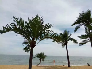 Grand arbre artificiel de plage intérieure et extérieure de 5m, faux roi, cocotier, plantes - Product Image 4