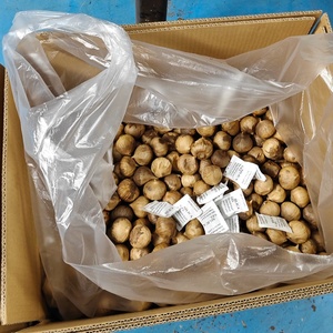 Compre Ajo Negro Natural Chino, Ajo Negro Fermentado Chino con Certificación HALAL, BRC y Kosher - Product Image 6