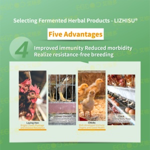 Prémélange d'aliments pour volailles avec acides aminés de qualité alimentaire pour la production d'œufs et la <span class=keywords><strong>croissance</strong></span> des poules pondeuses - Product Image 6