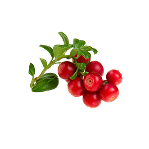 Nhà cung cấp hàng đầu anthocyanin Lingonberry chiết xuất từ quả Lingonberry chiết xuất 5% 25% 35% anthocyanins - Product Image 2
