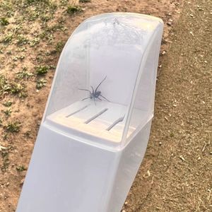 Nhân đạo Spider Remover vườn <span class=keywords><strong>Bug</strong></span> <span class=keywords><strong>Catcher</strong></span> dài xử lý côn trùng bẫy công cụ cho trong nhà và ngoài trời - Product Image 4