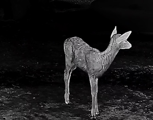 Hướng dẫn ngoài trời te411 Trọng lượng nhẹ nhiệt Hình ảnh thiết bị một nút điều khiển nhiệt tầm nhìn ban đêm cầm tay cho ngoài trời - Product Image 6