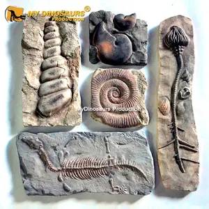 IL MIO DINO L75 Preistorico Marocchino Dinosauro Gioco Trilobite Fossile per la Vendita