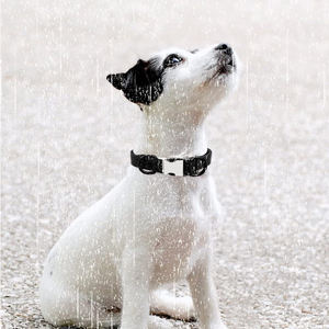 Personalizada <span class=keywords><strong>Collar</strong></span> de perro <span class=keywords><strong>Collar</strong></span> grabado con nombre personalizado impermeable de PVC respetuoso del medio ambiente cuello de perro anillo ajustable <span class=keywords><strong>Collar</strong></span> de perro - Product Image 5