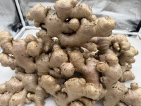 Graines de gingembre frais de qualité supérieure Gingembre séché Fournisseur biologique Gingembre frais de Chine