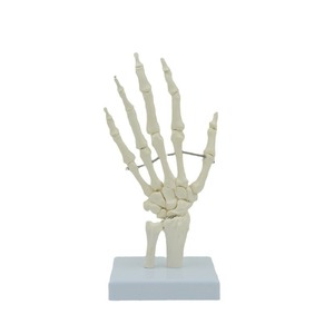 Matériel pédagogique médical : Modèle d'articulation de la main, modèle des os de la main (ulna et radius), modèle d'articulation des os de la main du squelette humain. - Product Image 5