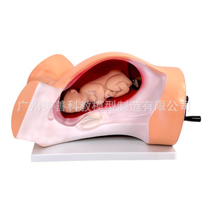 Modèle du mécanisme de naissance, modèle pédagogique du mécanisme de naissance, modèle de démonstration gynécologique du processus de naissance, à manivelle - Product Image 1