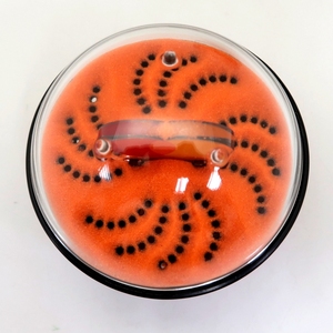Globo de Arena de Flujo Inverso de Lujo, Recuerdo Ecológico de Plástico, Regalos Clásicos Novedosos para Artículos Promocionales y Decorativos - Product Image 6