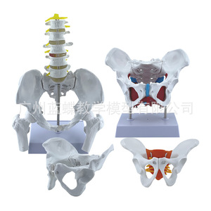 Modèle pelvien féminin articulé, présentant les articulations pelviennes, le sacrum et les structures osseuses pubiennes pour l'obstétrique et la gynécologie - Product Image 3