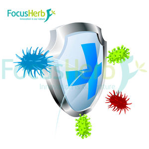 Extrait de Spiruline et de Chlorelle FocusHerb, Chlorelle Vulgaris, Chlorelle CGF Od1200,2000,5000, Facteur de Croissance de la Chlorelle - Product Image 3