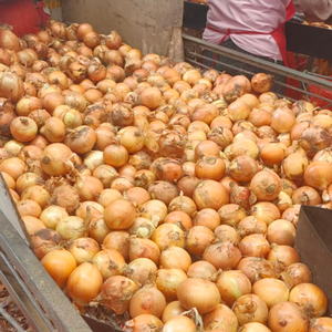 Cebolla Roja <span class=keywords><strong>de</strong></span> Calidad Garantizada, Cosecha Fresca, Bawang Merah, Bawang <span class=keywords><strong>Bombay</strong></span>, Exportación <span class=keywords><strong>de</strong></span> China, Proveedor <span class=keywords><strong>de</strong></span> Cebollas con Tiempo <span class=keywords><strong>de</strong></span> Entrega Rápido - Product Image 5