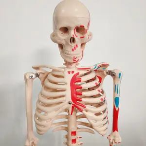 DARHMMY 85cm scuola di insegnamento modello di scheletro con i muscoli dipinti di scienza medica prodotto