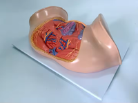 Modelo Anatómico de Perineo Femenino Ginecológico, Maniquí de Enseñanza de Ciencias Médicas, Equipo Educativo de PVC para el Aprendizaje, CE/ISO