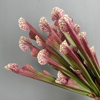 B-474 Nouvelle Tendance : Plantes Artificielles Evergreen Monkey Cups, Toucher Réel, Latex, Verdure Décorative pour Usage Intérieur