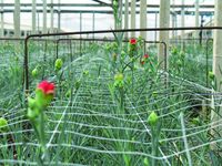 Filet de culture de chanvre de 3/4/5/6 pieds de large, filet de support de plantes pour le jardin, vente en gros