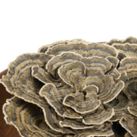 Cola de Pavo de Alta Calidad, Reishi Cultivado, Cola de Pavo Seca Entera, Ganoderma Lucidum
