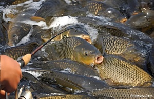 Salsa Aromatizada TS2042 Apta para Especies de Peces de Agua Dulce en Cualquier Área Acuática y en Cualquier Época del Año - Product Image 4