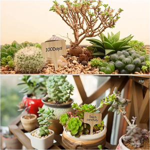 Étiquettes personnalisées en bois en forme <span class=keywords><strong>de</strong></span> T pour outils, fournitures <span class=keywords><strong>de</strong></span> jardin, plantes en bambou, pots <span class=keywords><strong>de</strong></span> pépinière, semis, bonsaïs, herbes en pot, fleurs - Product Image 4