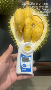 ผลไม้เขตร้อนเวียดนาม รสชาติเข้มข้น สดใหม่ ทุเรียนทั้งลูก เกรด RI6-B ขนาด 20-30 ซม. น้ำหนัก 1.8-2.5 กก. สีเหลืองธรรมชาติ VH Food อายุการเก็บรักษา 1 เดือน - Product Image 2